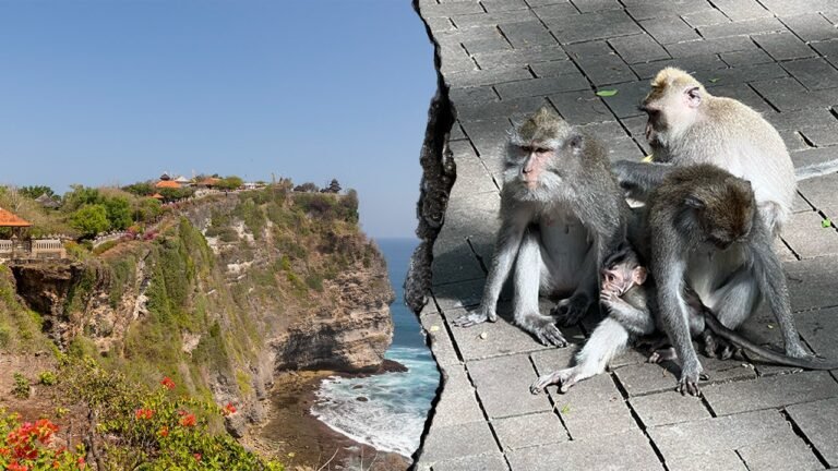Monkeys 'running a scam' at sacred temple, frustrated tourists say after phone thefts