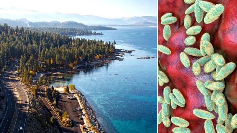 California resident contracts plague, likely from infected flea bite during Lake Tahoe camping trip: officials