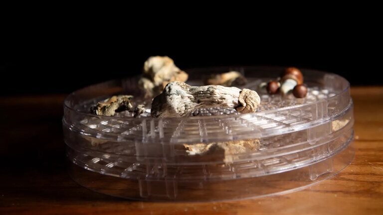 New faith group that uses 'psychedelic mushrooms' lands legal win under religious freedom law