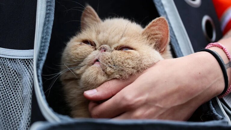 Pudge The Cat steals the show as Bowling Green picks up 1st win of season