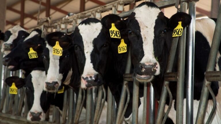 Six dead in dairy accident in rural Colorado plains area