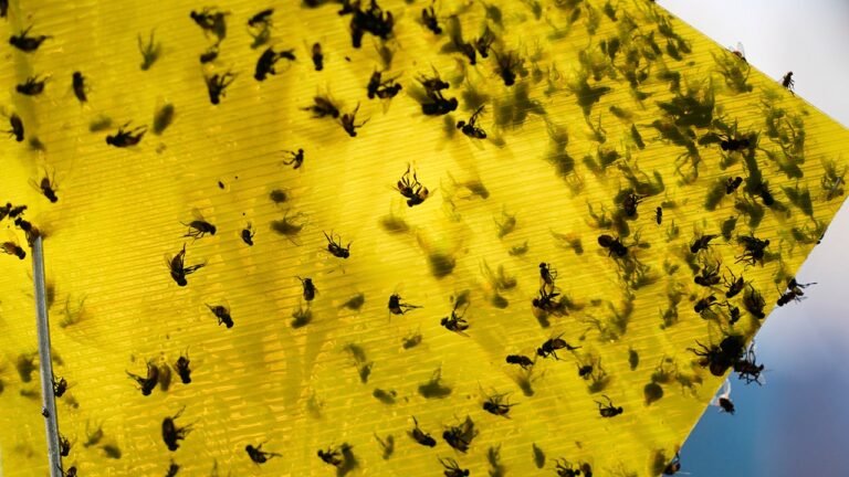 USDA announces $750M sterile fly breeding program to protect cattle from Mexican flesh-eating maggots