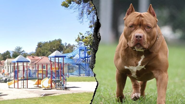 Woman killed and another severely injured after dog mauling at Southern California park