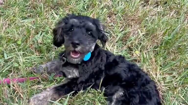 Florida woman wrestles alligator to rescue puppy it dragged into creek