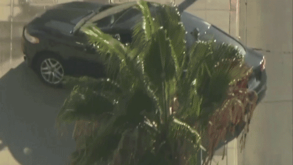 Los Angeles City Hall evacuated after car drives onto sidewalk in front of building; driver in custody