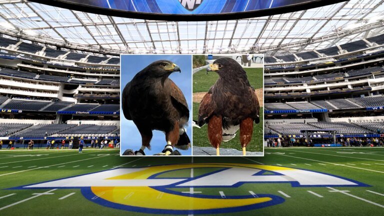 SoFi Stadium hawk stolen during Rams game located, second hawk remains missing