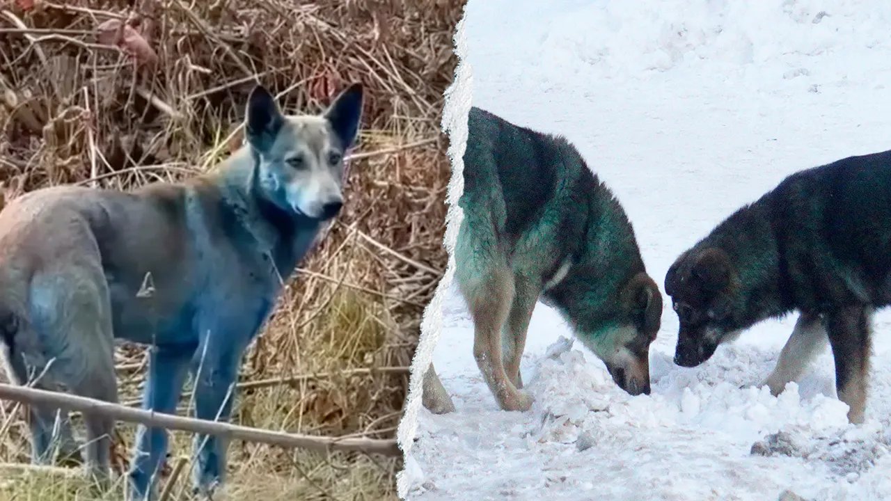 Expert reveals 'likely' reason behind Chernobyl’s mysterious blue dogs after viral photos