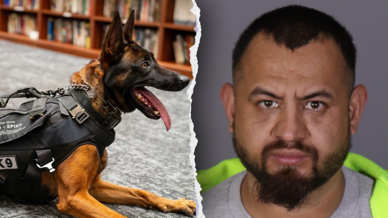 Illegal immigrant gang member killed police K-9 'Spike' before officers returned fire in California: source