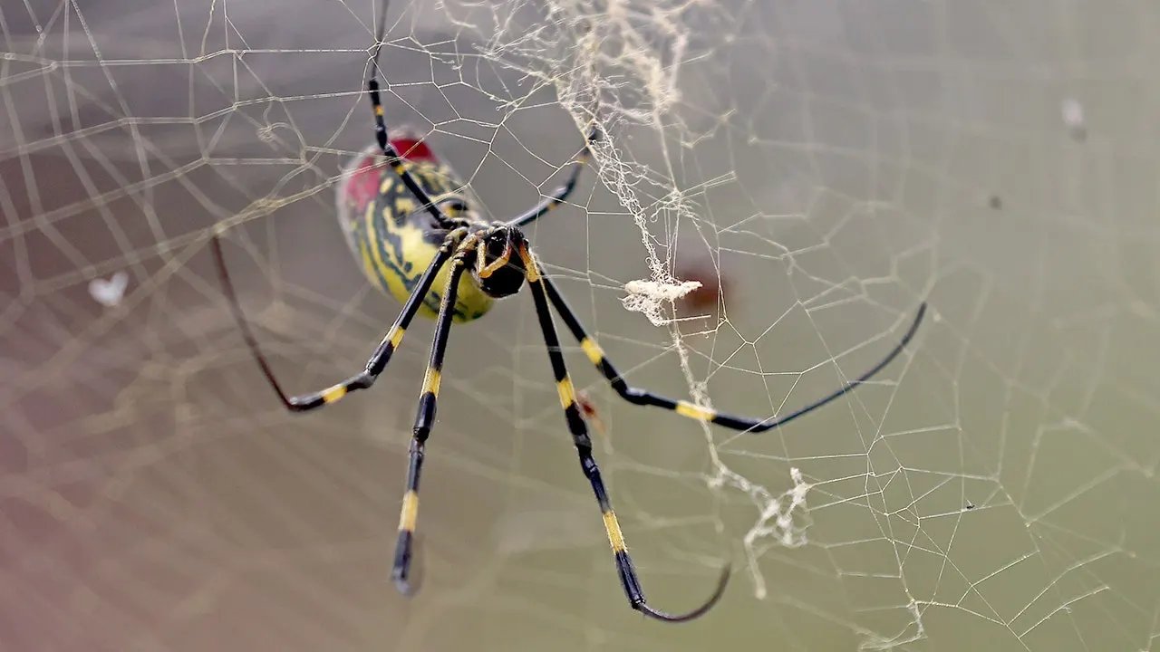 Giant golden spiders could spread this summer; experts downplay health risk