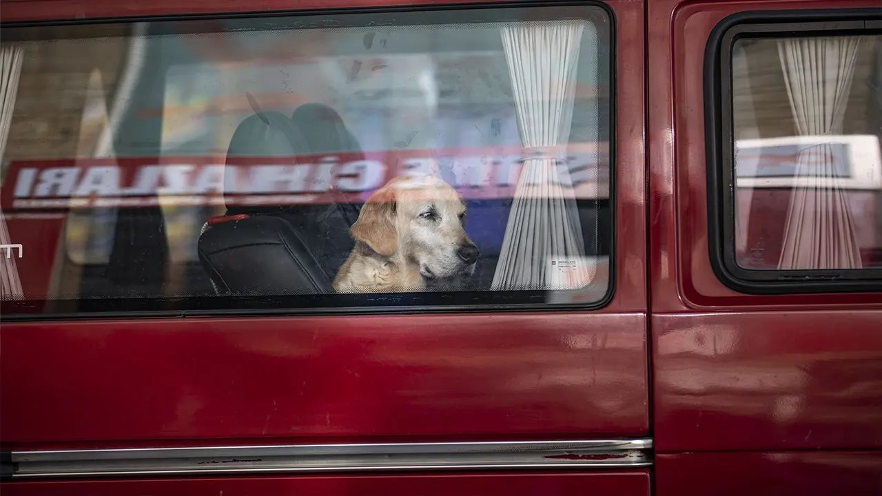 Dog accidentally fires shotgun, striking woman yards away during chaotic gas station stop