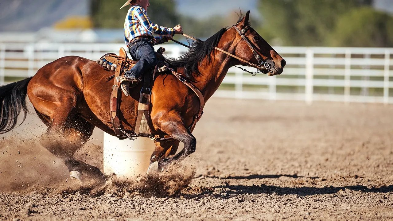 Teen athlete arrested, three horses pulled from competition after alleged overnight barn attack