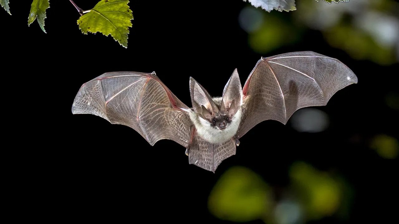 Rabid bat found near zoo restaurant sparks urgent public health warning: 'Extremely serious' - NEW YORK TIMES POST