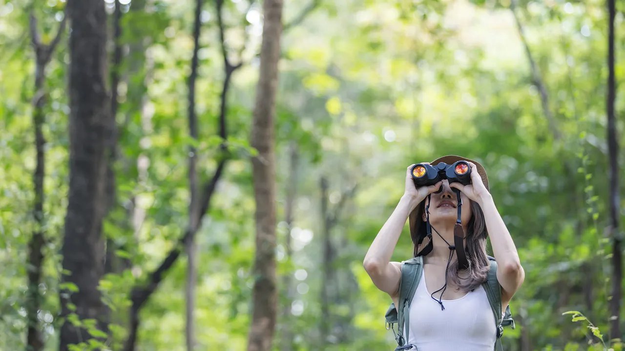 The best birdwatching gear for beginners, from binoculars to bird feeders
