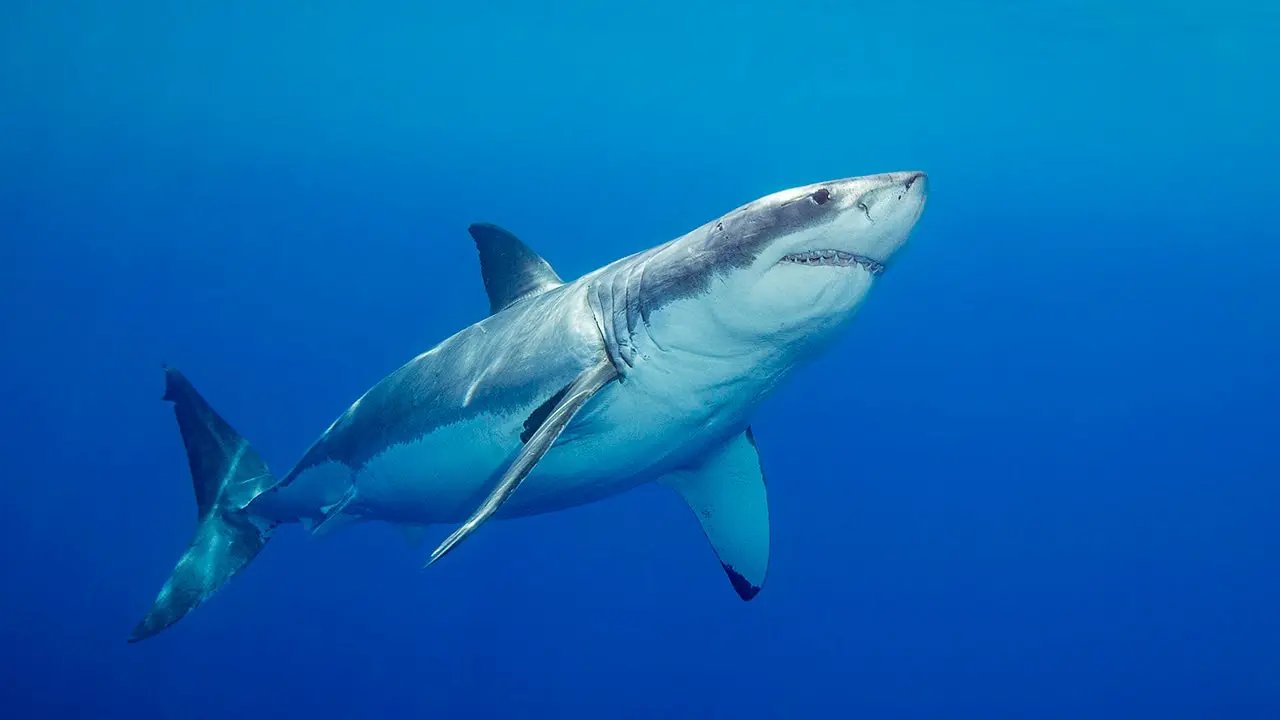 'Devoted' father and grandfather-to-be swimming at popular beach killed in suspected shark attack