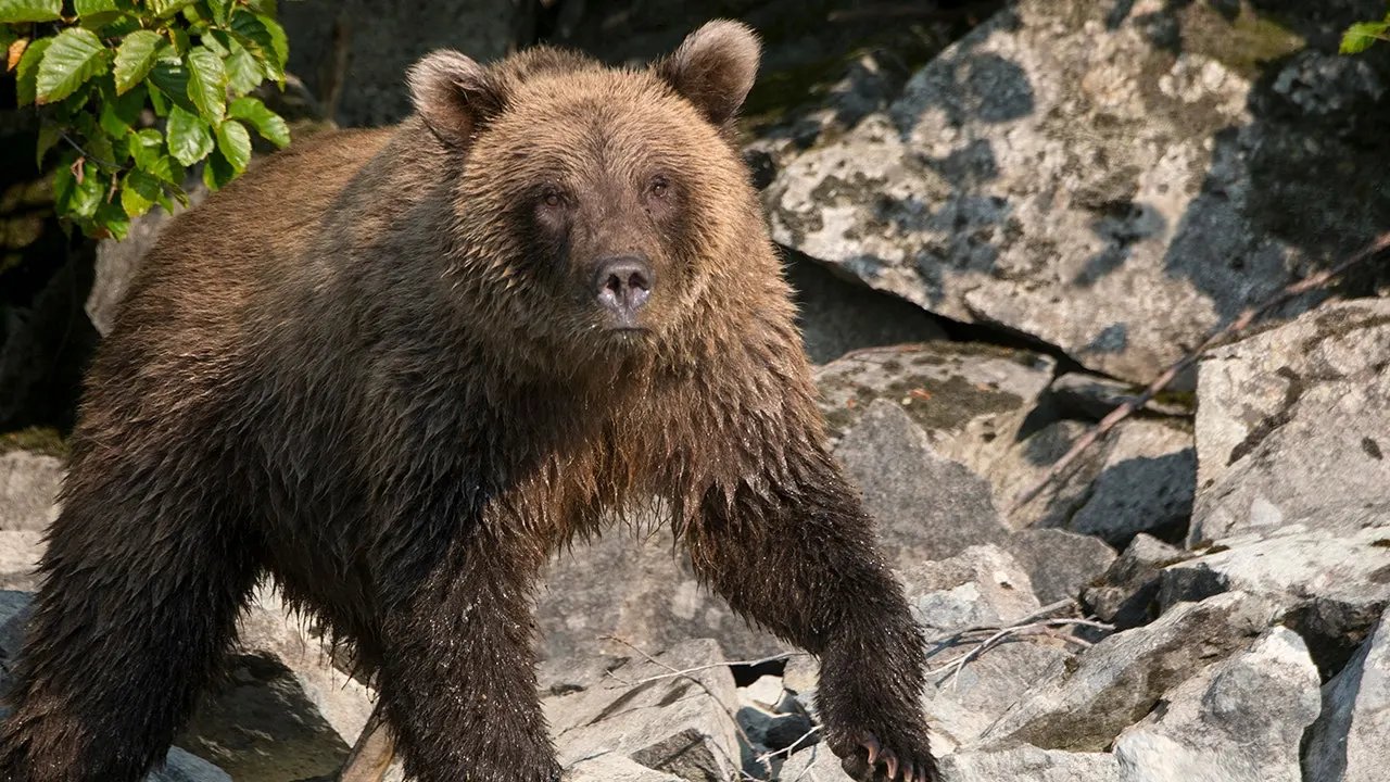 Alaska moose hunter miraculously survives ambush brown bear attack, says he 'blacked out'