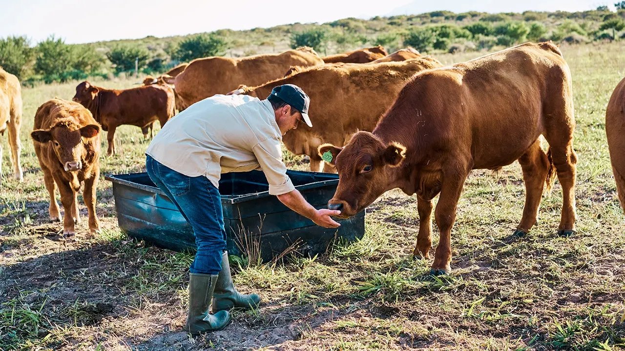America's beef supply shrinks as cattle farmer warns 'the numbers are just not here anymore'
