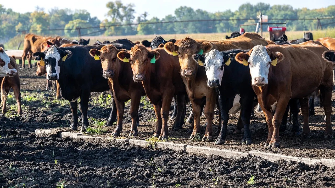 Cut the bull: The real reason beef costs so much — and what Trump is trying to do