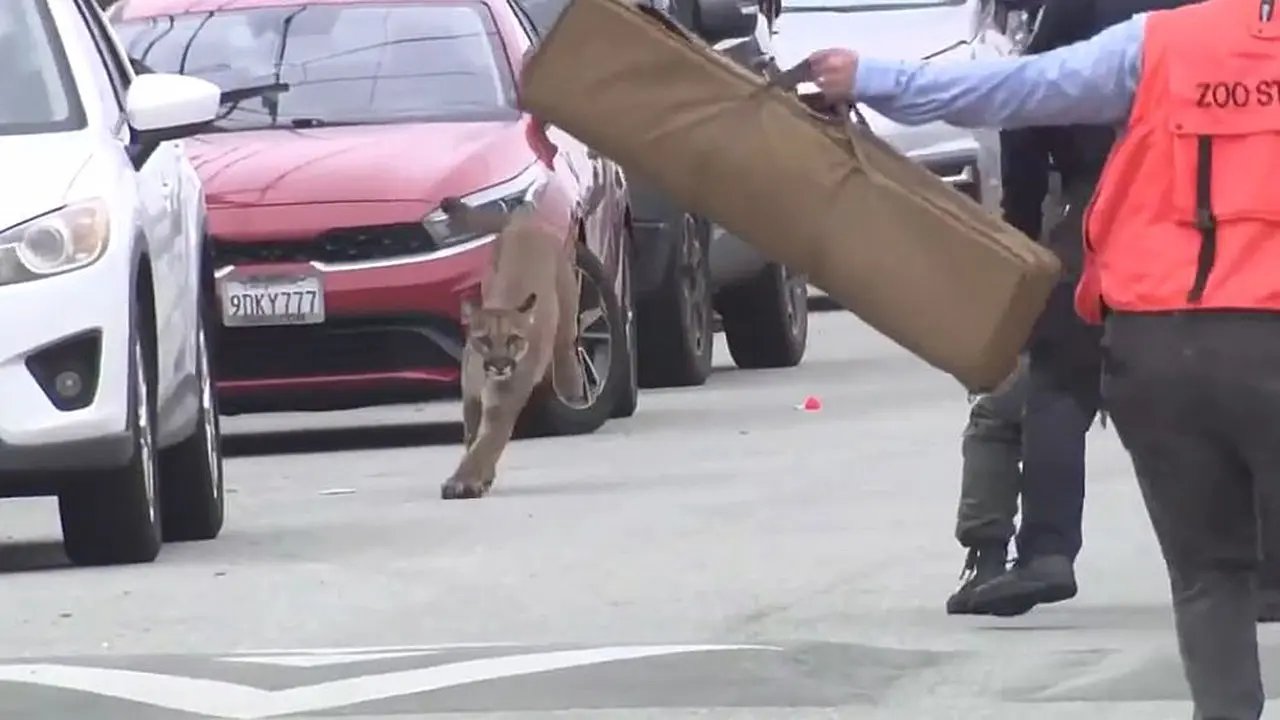 Mountain lion caught on camera evading capture in San Francisco before being tranquilized, released