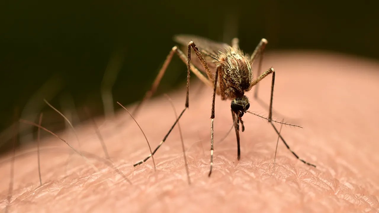 Third person dies after mosquito is reportedly trapped on plane to Germany in 'airport malaria' phenomenon