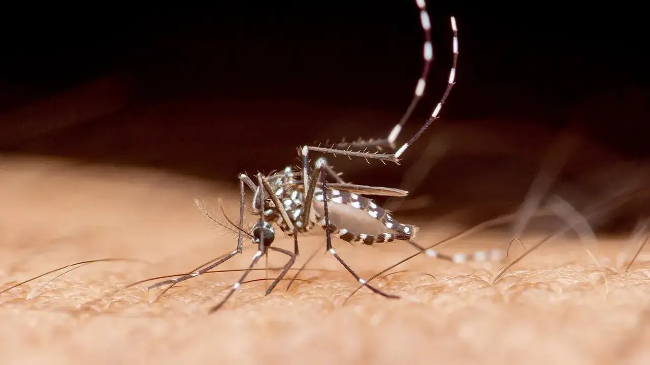 Tropical disease spread by mosquitoes claims first recorded death in southern US state