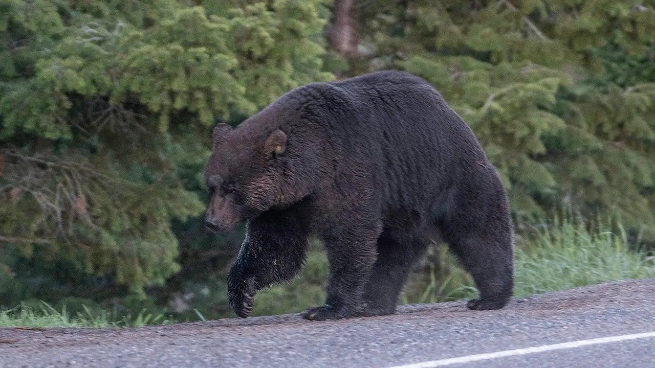 Viral video shows bystanders warning elderly man who has no clue he's being followed by a huge black bear