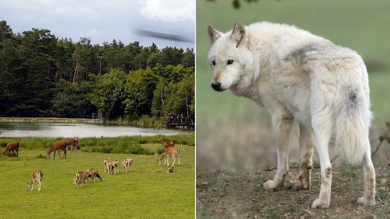 Arctic wolf attacks child during zookeeper event, girl airlifted to hospital