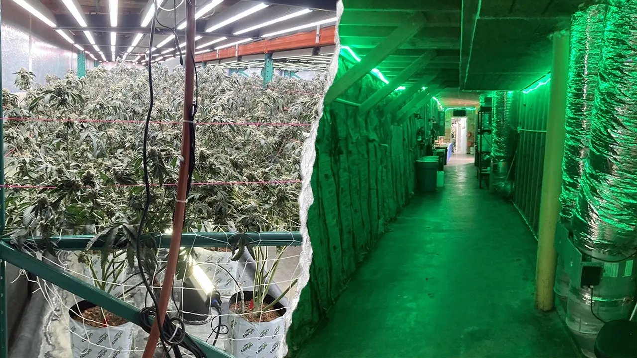 China ties suspected in sprawling California pot operations as GOP urges FBI probe