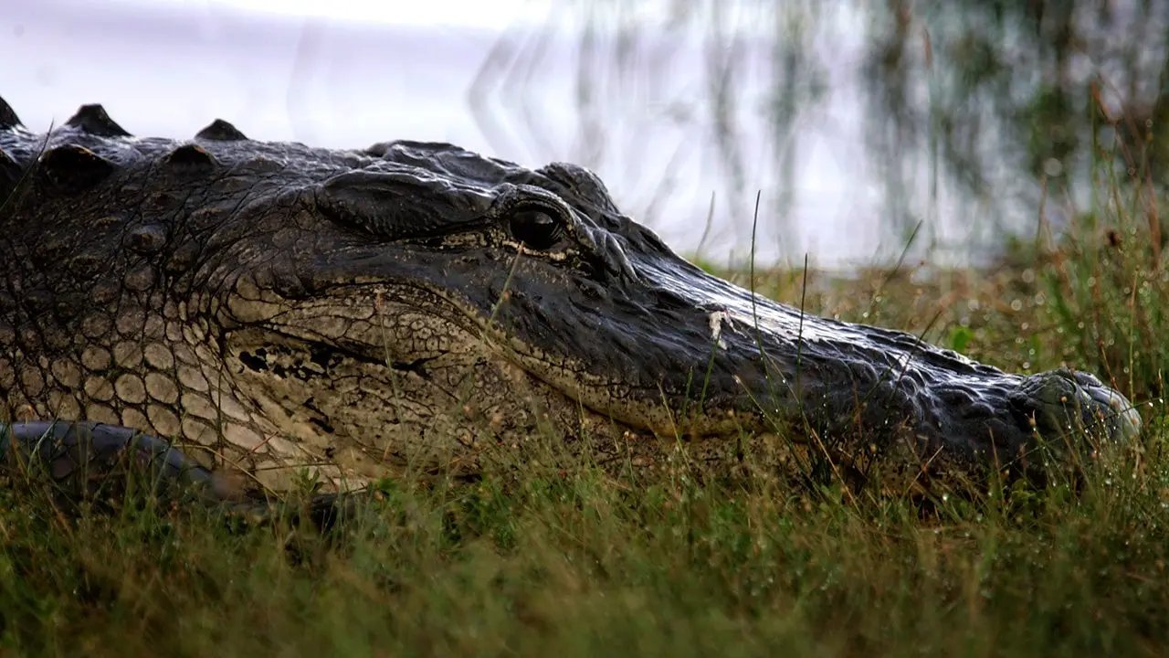 Florida fisherman, 71, killed by nearly 12-foot alligator as rescuers face more gators