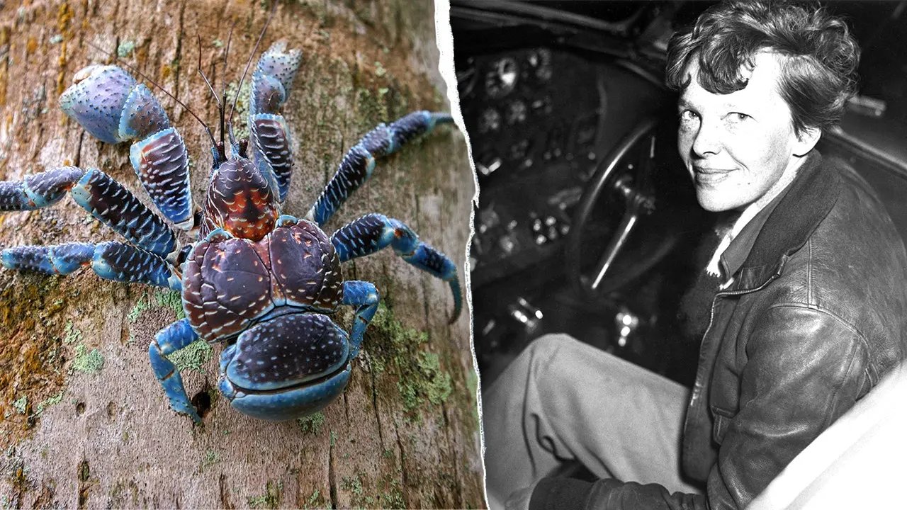 Giant meat-eating crabs with crushing grip complicate Amelia Earhart expedition on remote island