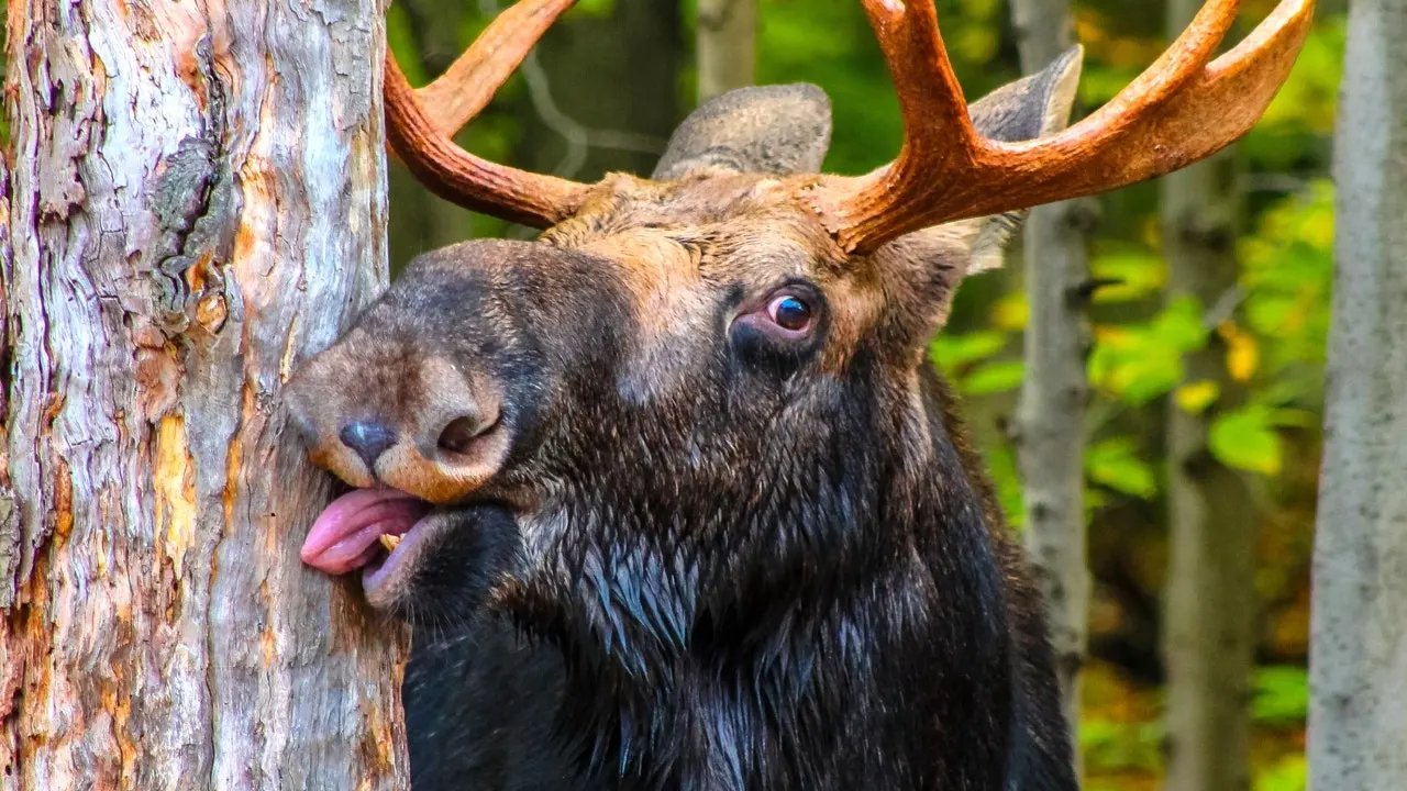 Idaho deputy rescues juvenile moose tangled in wire in heartwarming video now going viral