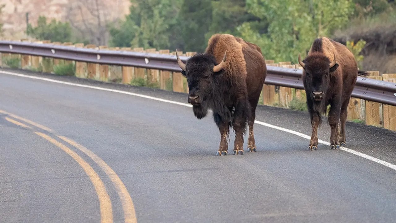 Massive bison rams pickup truck in Yellowstone after driver tries to avoid collision